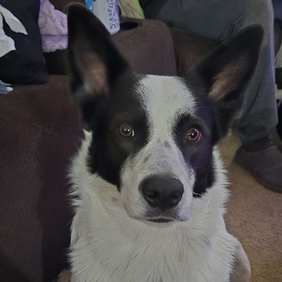 Newport News Pants - Bandit reads the listing!